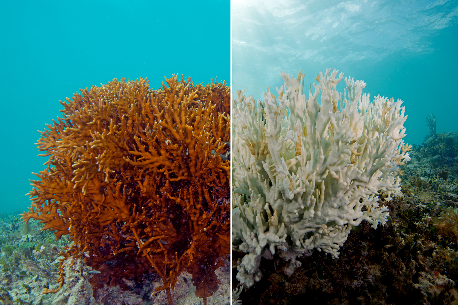 Scuba, scuba diving, coral reefs, dying, coral reefs dying, climate change, acidity, pollution, why are coral reefs dying