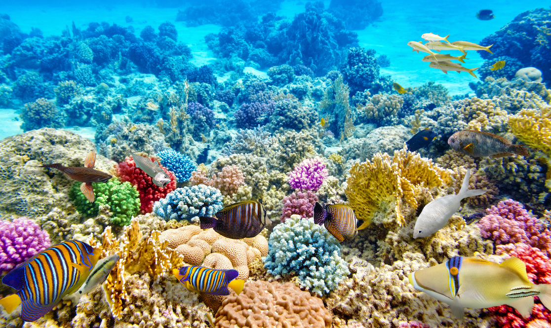 Scuba, scuba diving, divers, scuba divers, how to protect reefs, coral reefs, coral reefs are dying, how to help coral reefs
